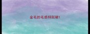 金毛的毛感特别硬