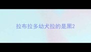 拉布拉多幼犬拉的是黑