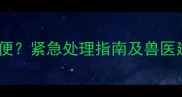 小狗便秘两天不排便紧急处理指南及兽医建议家长必看