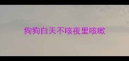 狗狗白天不咳夜里咳嗽