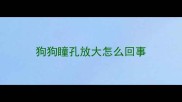 狗狗瞳孔放大怎么回事