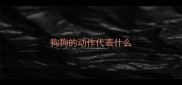 狗狗的动作代表什么