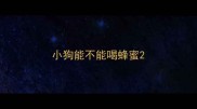 小狗能不能喝蜂蜜
