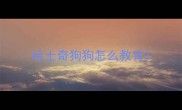 哈士奇狗狗怎么教育
