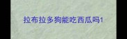 拉布拉多狗能吃西瓜吗
