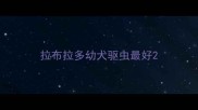 拉布拉多幼犬驱虫最好