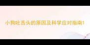 小狗吐舌头的原因及科学应对指南