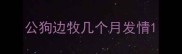 公狗边牧几个月发情