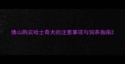 佛山购买哈士奇犬的注意事项与饲养指南