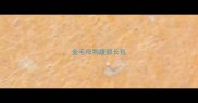 金毛母狗腹部长包