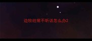 边牧经常不听话怎么办