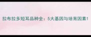 拉布拉多短耳品种全5大基因与培育因素