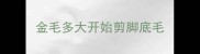 金毛多大开始剪脚底毛