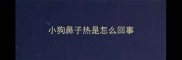 小狗鼻子热是怎么回事