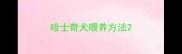 哈士奇犬喂养方法