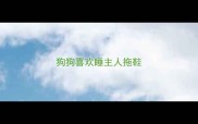狗狗喜欢睡主人拖鞋