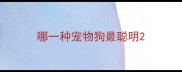 哪一种宠物狗最聪明
