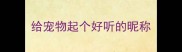 给宠物起个好听的昵称