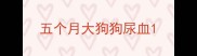 五个月大狗狗尿血