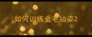 如何训练金毛站姿