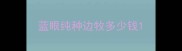 蓝眼纯种边牧多少钱