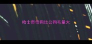 哈士奇母狗比公狗毛量大