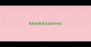 狗狗斑秃掉毛原因分析