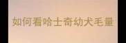 如何看哈士奇幼犬毛量