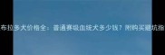 拉布拉多犬价格全普通赛级血统犬多少钱附购买避坑指南