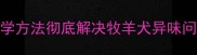 边牧体臭难闻5大科学方法彻底解决牧羊犬异味问题附日常护理指南