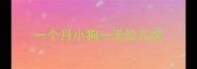 一个月小狗一天拉几次