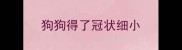 狗狗得了冠状细小