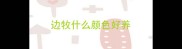 边牧什么颜色好养