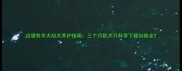 边境牧羊犬幼犬养护指南三个月龄犬只科学下楼训练全