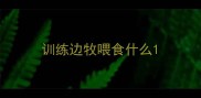训练边牧喂食什么
