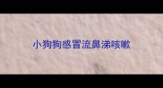 小狗狗感冒流鼻涕咳嗽