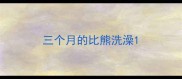 三个月的比熊洗澡
