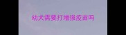 幼犬需要打增强疫苗吗