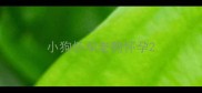 小狗怀孕老狗怀孕