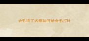 金毛得了犬瘟如何给金毛打针