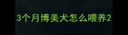 3个月博美犬怎么喂养