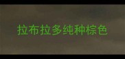 拉布拉多纯种棕色