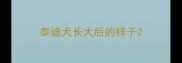 泰迪犬长大后的样子