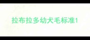 拉布拉多幼犬毛标准