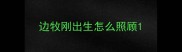 边牧刚出生怎么照顾
