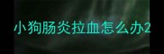 小狗肠炎拉血怎么办