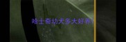 哈士奇幼犬多大好养