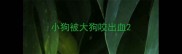 小狗被大狗咬出血