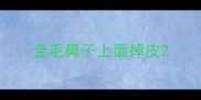 金毛鼻子上面掉皮