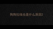 狗狗拉线虫是什么原因